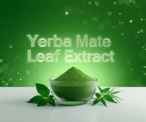 Yerba Mate Leaf Extract