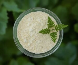 Huperzine A 1% Extract | Nootropic Ingredient | Bulk Supplier India